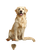 Golden Retriever With Butterflies Vinyl Car Decal Sticker – Waterproof & UV-Resistant 4.1066666666666665"