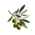 Olive Branch Illustration V8 Vinyl Car Decal Sticker – Waterproof & UV-Resistant 3.4133333333333336"