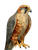 Mosaic Falcon Vinyl Car Decal Sticker – Waterproof & UV-Resistant 8.213333333333333"