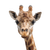 Giraffe Smoking Weed Vinyl Car Decal Sticker – Waterproof & UV-Resistant 3.4133333333333336"