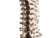 Human Spine V2 Vinyl Car Decal Sticker – Waterproof & UV-Resistant 6.1866666666666665"