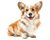 Cute Smiling Corgi Vinyl Car Decal Sticker – Waterproof & UV-Resistant 3.2"