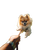 Pomeranian Leading Walk Vinyl Car Decal Sticker – Waterproof & UV-Resistant 6.826666666666667"