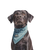 Stylish Labrador Portrait Vinyl Car Decal Sticker – Waterproof & UV-Resistant 8.213333333333333"