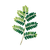 Acacia Plant Illustration Vinyl Car Decal Sticker – Waterproof & UV-Resistant 6.826666666666667"