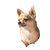 Chihuahua On Blanket Vinyl Car Decal Sticker – Waterproof & UV-Resistant 3.4133333333333336"