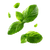 Floating Mint Leaves V3 Vinyl Car Decal Sticker – Waterproof & UV-Resistant 6.826666666666667"