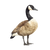 Canada Goose Illustration Vinyl Car Decal Sticker – Waterproof & UV-Resistant 6.826666666666667"