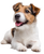 Terrier Dog Smiling Vinyl Car Decal Sticker – Waterproof & UV-Resistant 4.0"