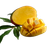 Bitten Mango Slice Vinyl Car Decal Sticker – Waterproof & UV-Resistant 6.826666666666667"