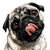 Cute Pug Licking Vinyl Car Decal Sticker – Waterproof & UV-Resistant 3.4133333333333336"