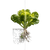 Lettuce Growth Comparison Vinyl Car Decal Sticker – Waterproof & UV-Resistant 6.826666666666667"