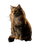 Regal Cat Portrait V6 Vinyl Car Decal Sticker – Waterproof & UV-Resistant 8.213333333333333"