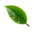 Green Tea Leaf V5 Vinyl Car Decal Sticker – Waterproof & UV-Resistant 6.826666666666667"