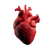 Human Heart V8 Vinyl Car Decal Sticker – Waterproof & UV-Resistant 6.826666666666667"