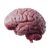 Slimy Pink Brain Vinyl Car Decal Sticker – Waterproof & UV-Resistant 3.4133333333333336"