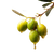 Olives With Oil Vinyl Car Decal Sticker – Waterproof & UV-Resistant 6.826666666666667"