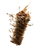 Hyperrealistic Shawarma Vinyl Car Decal Sticker – Waterproof & UV-Resistant 8.0"