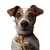 Spotted Jack Russell Vinyl Car Decal Sticker – Waterproof & UV-Resistant 3.4133333333333336"