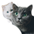 Happy Gray Cat V5 Vinyl Car Decal Sticker – Waterproof & UV-Resistant 3.4133333333333336"