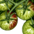 Tomato Plant Sunrise Vinyl Car Decal Sticker – Waterproof & UV-Resistant 6.826666666666667"