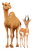 Camel And Antelope Vinyl Car Decal Sticker – Waterproof & UV-Resistant 8.96"