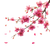 Cherry Blossom Branches V8 Vinyl Car Decal Sticker – Waterproof & UV-Resistant 6.826666666666667"