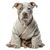 Karate Pit Bull Vinyl Car Decal Sticker – Waterproof & UV-Resistant 3.4133333333333336"