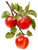 Red Apples Branch V2 Vinyl Car Decal Sticker – Waterproof & UV-Resistant 4.213333333333333"