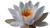 White Water Lily V2 Vinyl Car Decal Sticker – Waterproof & UV-Resistant 5.4