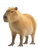 Photorealistic Capybara Vinyl Car Decal Sticker – Waterproof & UV-Resistant 8.213333333333333"