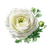 White Ranunculus Flower Vinyl Car Decal Sticker – Waterproof & UV-Resistant 6.826666666666667"