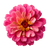 Zinnia Thumbelina Flower Vinyl Car Decal Sticker – Waterproof & UV-Resistant 3.4133333333333336"