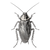 Scientific Cockroach Illustration Vinyl Car Decal Sticker – Waterproof & UV-Resistant 3.4133333333333336"