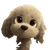 Curious Baby Poodle Vinyl Car Decal Sticker – Waterproof & UV-Resistant 6.826666666666667"