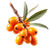Sea Buckthorn Fruit V3 Vinyl Car Decal Sticker – Waterproof & UV-Resistant 3.4133333333333336"
