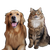 Dog And Cat V42 Vinyl Car Decal Sticker – Waterproof & UV-Resistant 6.826666666666667"