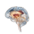 Anatomical Brain Diagram Vinyl Car Decal Sticker – Waterproof & UV-Resistant 3.4133333333333336"