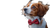 Dog With Bow Tie V3 Vinyl Car Decal Sticker – Waterproof & UV-Resistant 2.72"