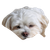 Sleeping Maltese V2 Vinyl Car Decal Sticker – Waterproof & UV-Resistant 3.4133333333333336"