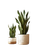 Snake Plants Pots Vinyl Car Decal Sticker – Waterproof & UV-Resistant 4.1066666666666665"