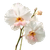 White Vanda Orchid Vinyl Car Decal Sticker – Waterproof & UV-Resistant 6.826666666666667"