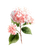 Watercolor Hydrangea Vinyl Car Decal Sticker – Waterproof & UV-Resistant 8.106666666666667"