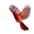 Cardinal Nesting Thread Vinyl Car Decal Sticker – Waterproof & UV-Resistant 3.4133333333333336"