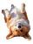Corgi Belly View Vinyl Car Decal Sticker – Waterproof & UV-Resistant 4.1066666666666665"