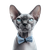 Blue Sphynx Cat V2 Vinyl Car Decal Sticker – Waterproof & UV-Resistant 3.4133333333333336"