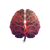 Brain Silhouette Illustration Vinyl Car Decal Sticker – Waterproof & UV-Resistant 6.826666666666667"