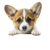 Welcoming Corgi Sign Vinyl Car Decal Sticker – Waterproof & UV-Resistant 3.4133333333333336"