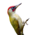 European Green Woodpecker Vinyl Car Decal Sticker – Waterproof & UV-Resistant 3.4133333333333336"