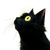 Black Cat Character Vinyl Car Decal Sticker – Waterproof & UV-Resistant 6.826666666666667"